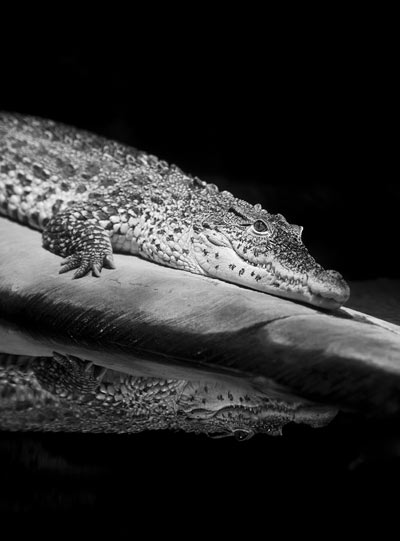 nature Crocodile