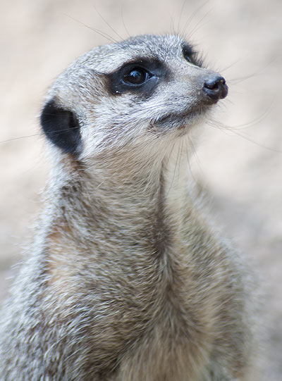 nature meerkat