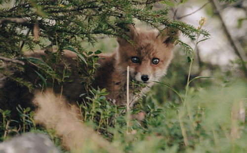 nature Fox